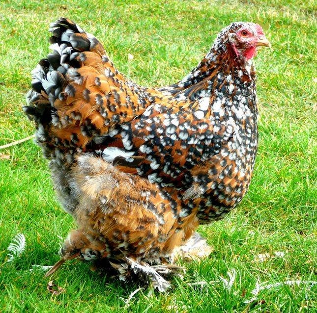 Brahma broedeieren porcelein, Dieren en Toebehoren, Verzenden, Nieuw, Overige typen