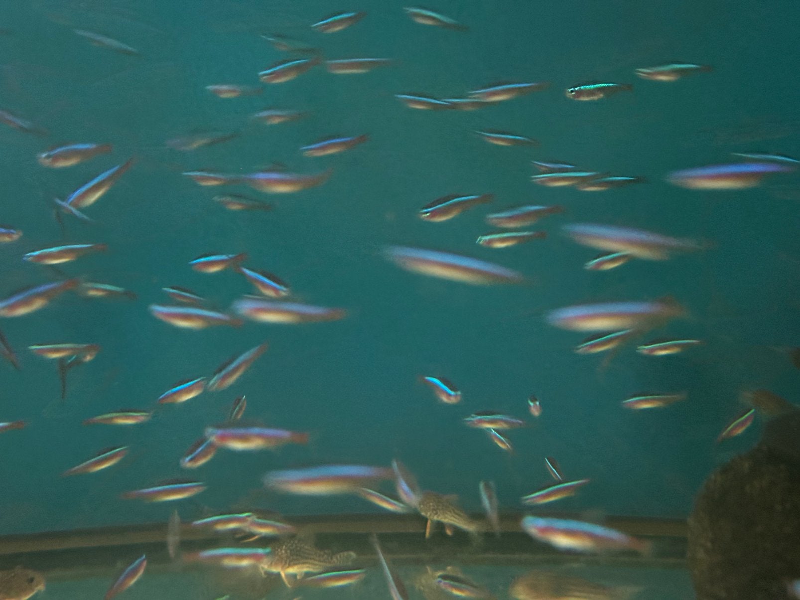 Kardinaal tetra’s, Dieren en Toebehoren, Vis, Zoetwatervis, Schoolvis