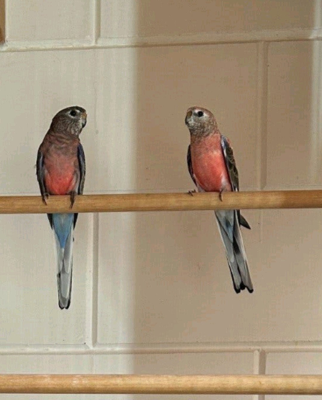 bourke parkieten, Dieren en Toebehoren, Meerdere dieren, Kleurkanarie