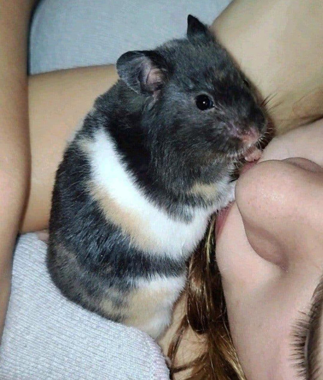 Super lief korthaar driekleur vrouwtje, Hamster, Augustus, Vrouwelijk, Tam