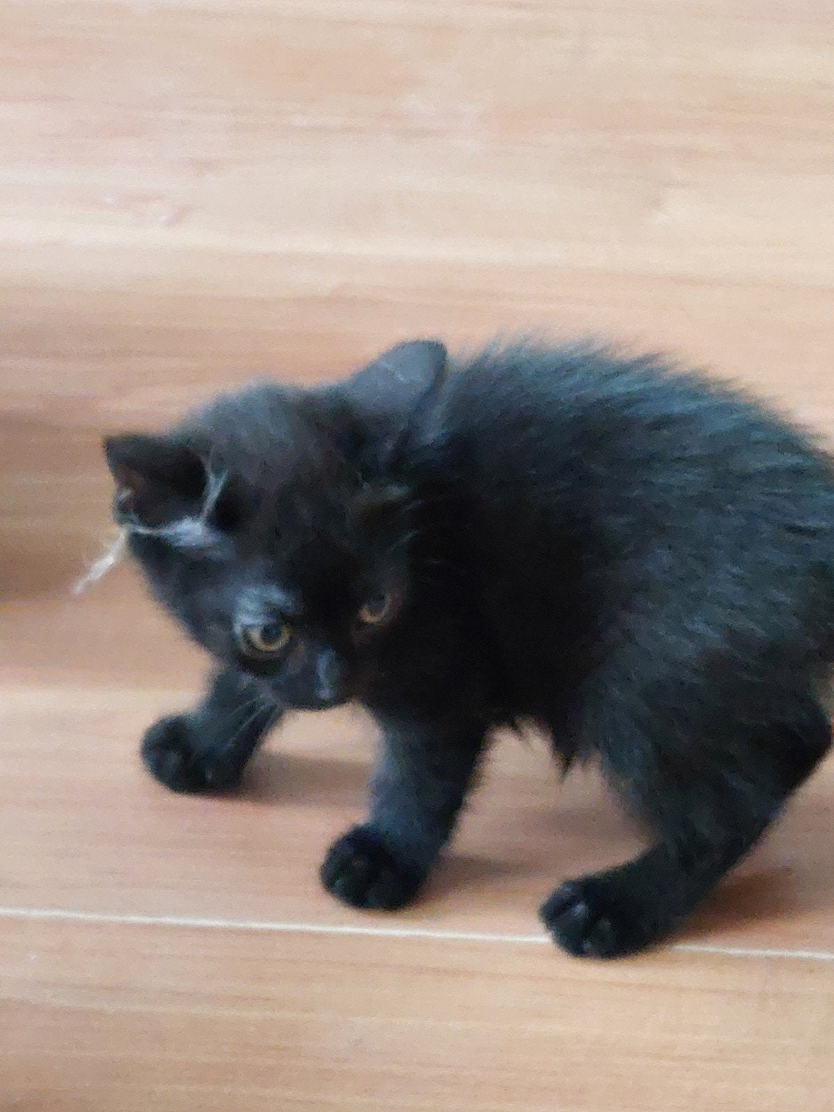 Kittens, Meerdere dieren