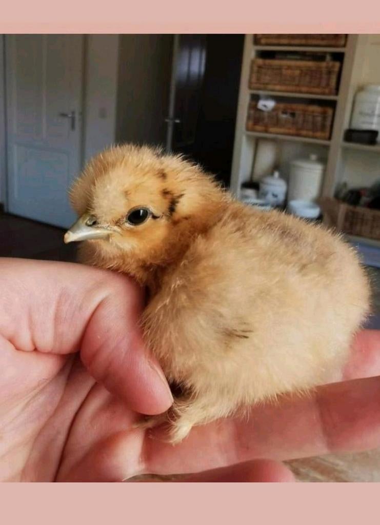 Prachtige, tamme Zijdehoen kriel kuikentjes, Dieren en Toebehoren, Pluimvee, Geslacht onbekend, Kip
