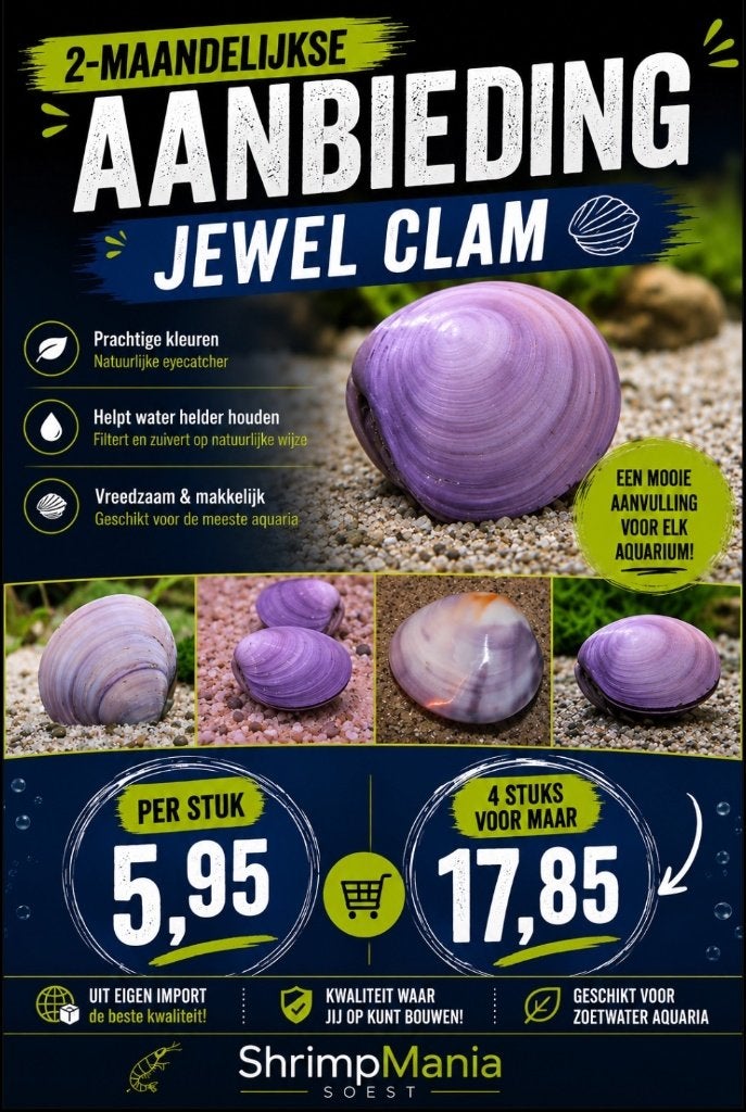 2 Maandelijkse aanbieding: Jewel Clam- Bivalvia SP mossel, Slak of Weekdier, Zoetwatervis, Schoolvis