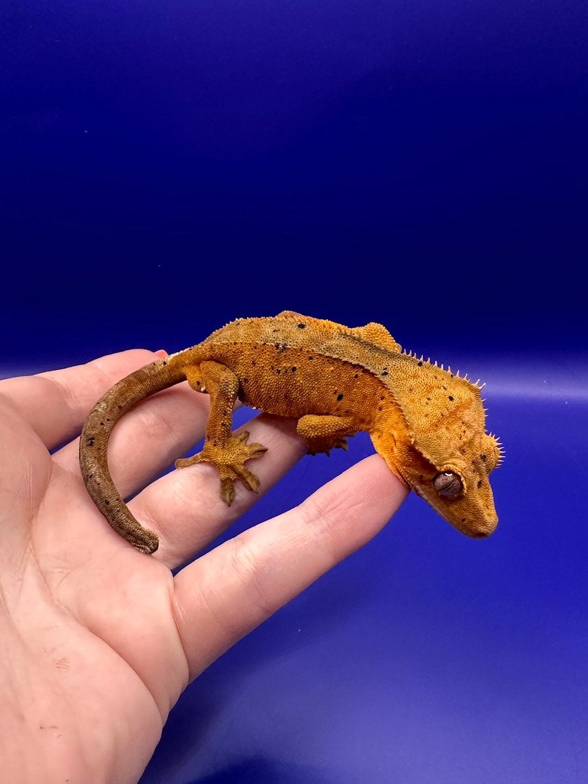 Wimpergekko man red dalmatian, Hagedis, 0 tot 2 jaar