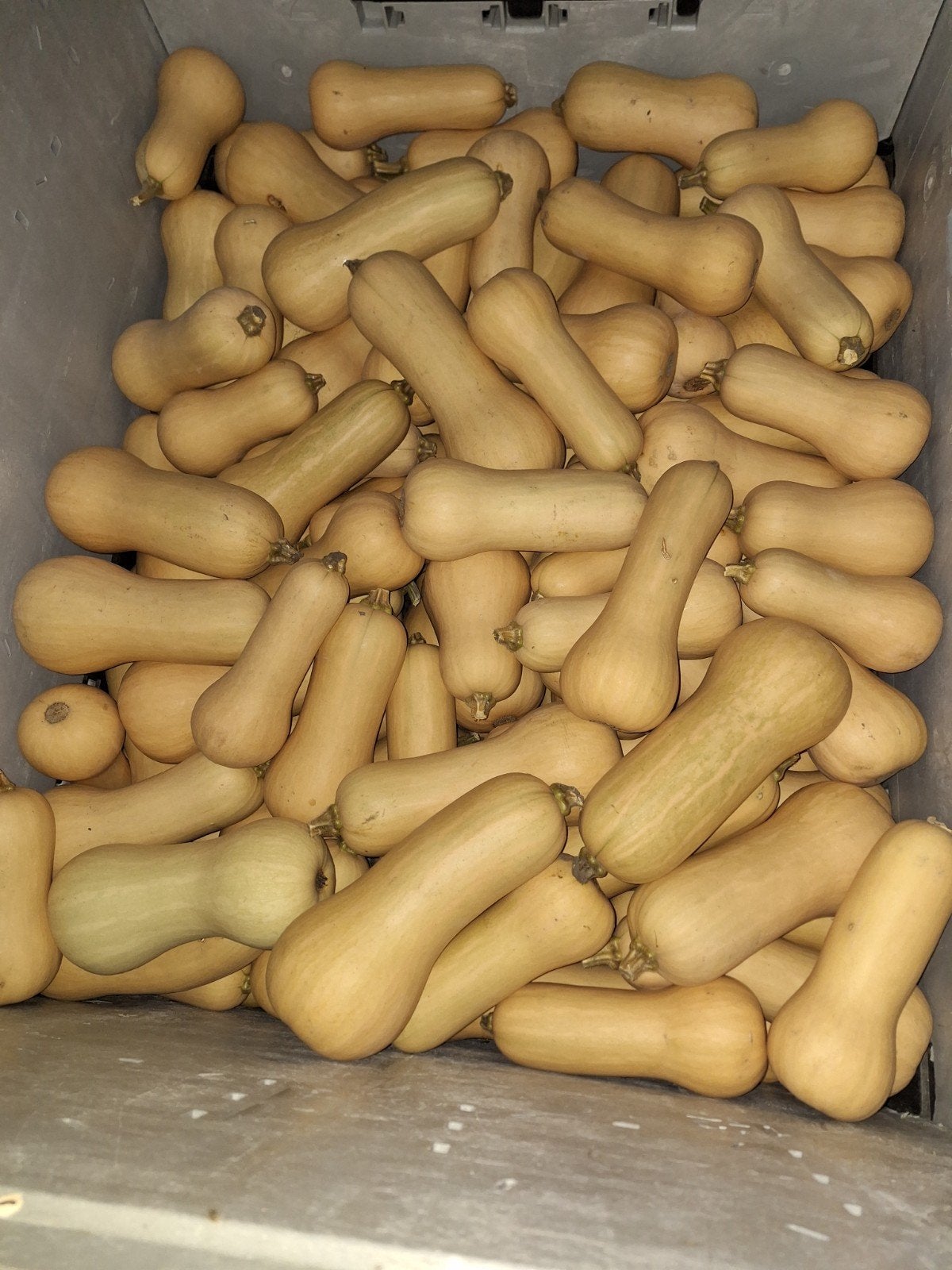Verse Butternut Pompoenen - Direct van het Land, Ophalen