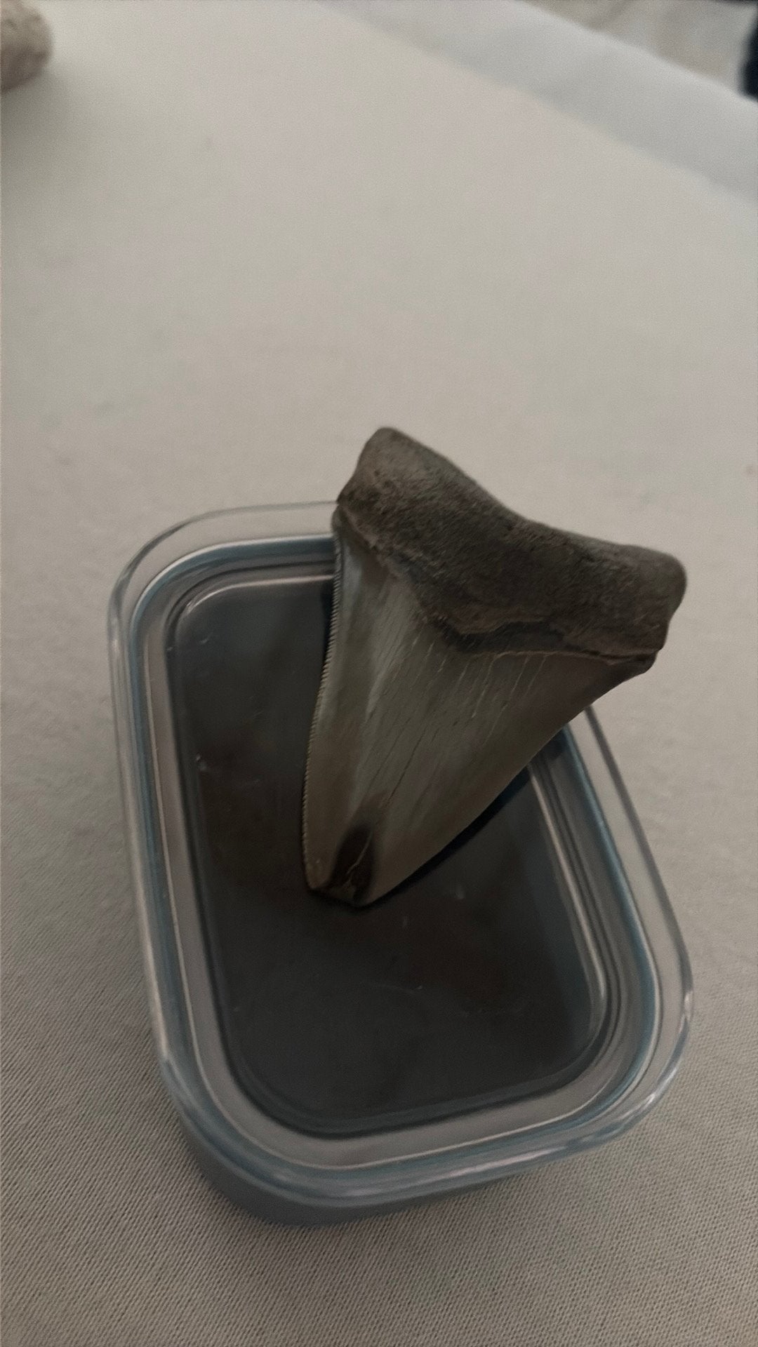 Megladon tand, Ophalen of Verzenden, Fossiel