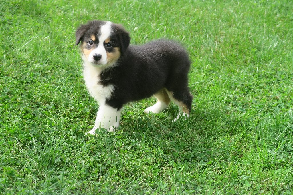 Foto 3 van Black Tri Australian Shepherd pups