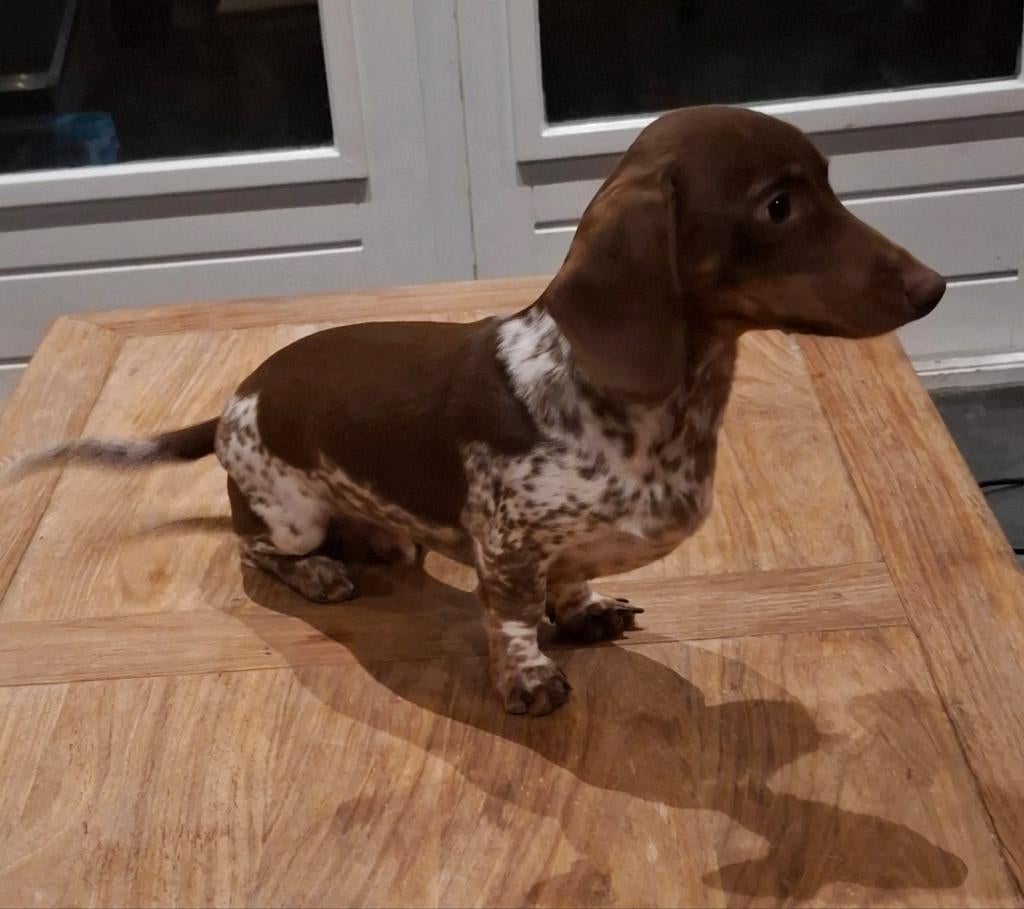 Mooie choco tan piebald teckel dekreu, Reu, 1 tot 2 jaar, Parvo, Eén hond