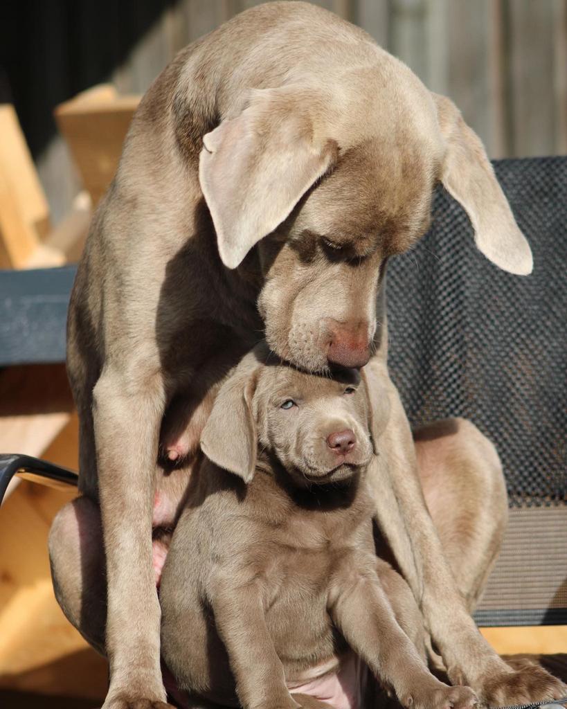 Prachtige zilveren labrador labmaraner pups, Dieren en Toebehoren, 8 tot 15 weken, Labrador retriever, Parvo, Meerdere