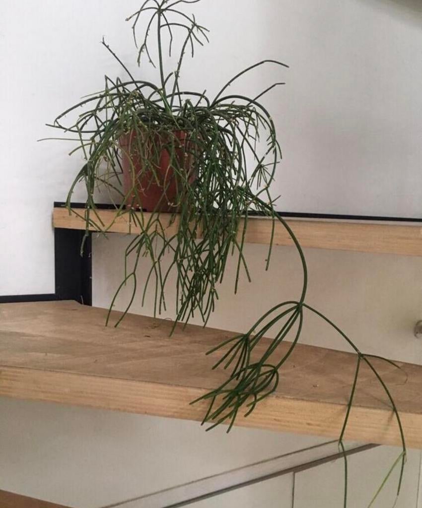 Mooie lange hangende Koraalcactus Rhipsalis Biologische plan, 100 tot 150 cm, Groene kamerplant, Halfschaduw, Ophalen of Verzenden