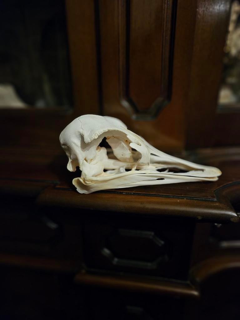 Schedel struisvogel, Ophalen of Verzenden, Schedel