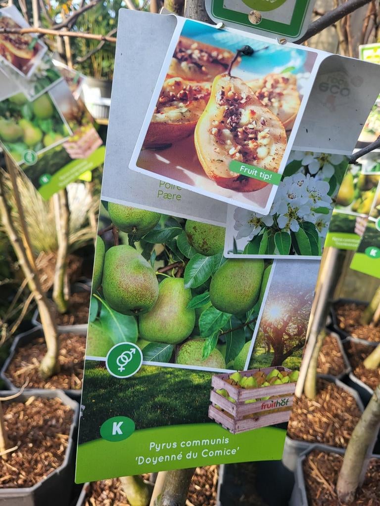 Fruitbomen te koop 3 voor €50, Tuin en Terras, Planten | Bomen, Volle zon, 100 tot 250 cm, Zomer, Overige soorten