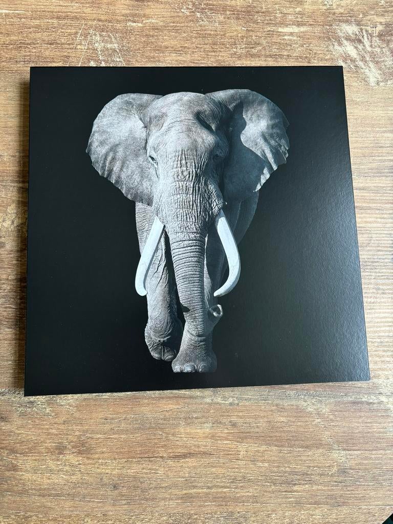 Olifant wanddecoratie, Ophalen of Verzenden, Nieuw