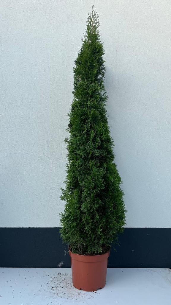 Coniferen Smaragd, Kegel, Bol - Prachtige Tuinplanten, Volle zon, Bloeit niet, 100 tot 250 cm, Overige soorten