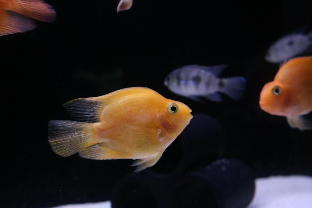 Papegaai Cichlide, Dieren en Toebehoren, Vissen | Aquariumvissen, Zoetwatervis, Vis