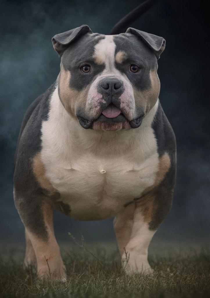 American bully pocket bleu tri color DEKREU, Dieren en Toebehoren, 1 tot 2 jaar, Parvo, Eén hond, Nederland