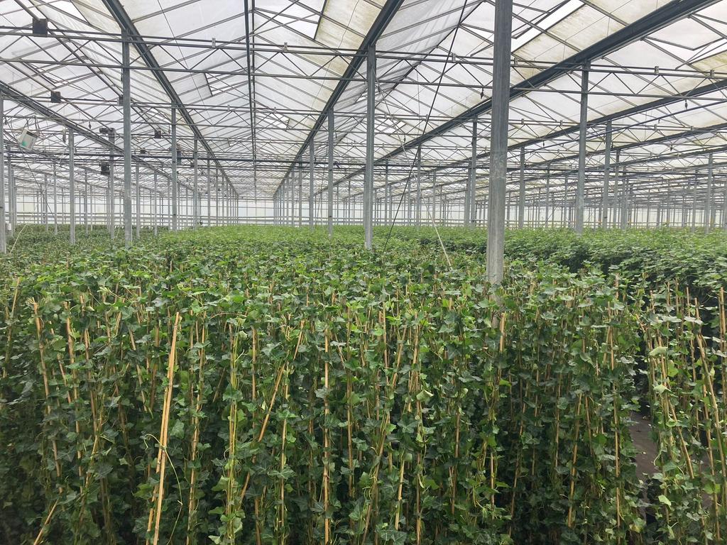 Hedera hibernica - Klimop - Laagste prijs - Diverse maten, Ophalen, Vaste plant, Bloeit niet, Halfschaduw