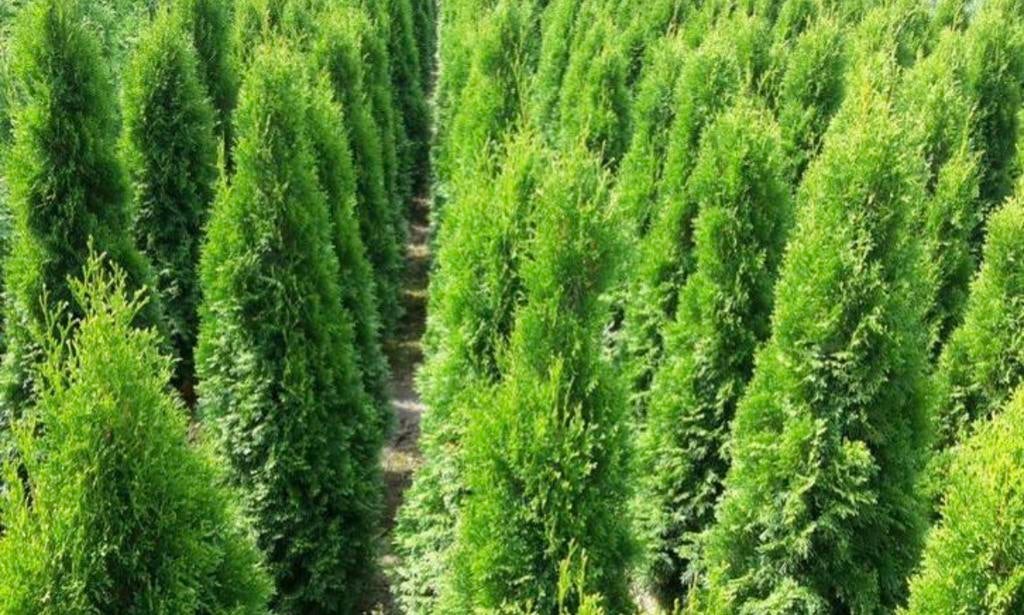 Mooie thuja brabant coniferen, Ophalen of Verzenden, Conifeer, 100 tot 250 cm