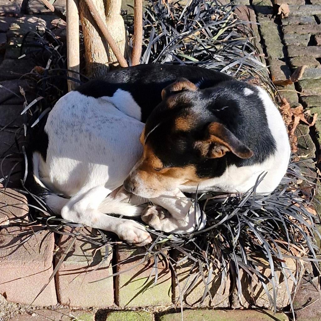 Boerenfox dekreu / staat ter dekking 🐶🐶🐶, Reu, Meerdere, 3 tot 5 jaar, Nederland