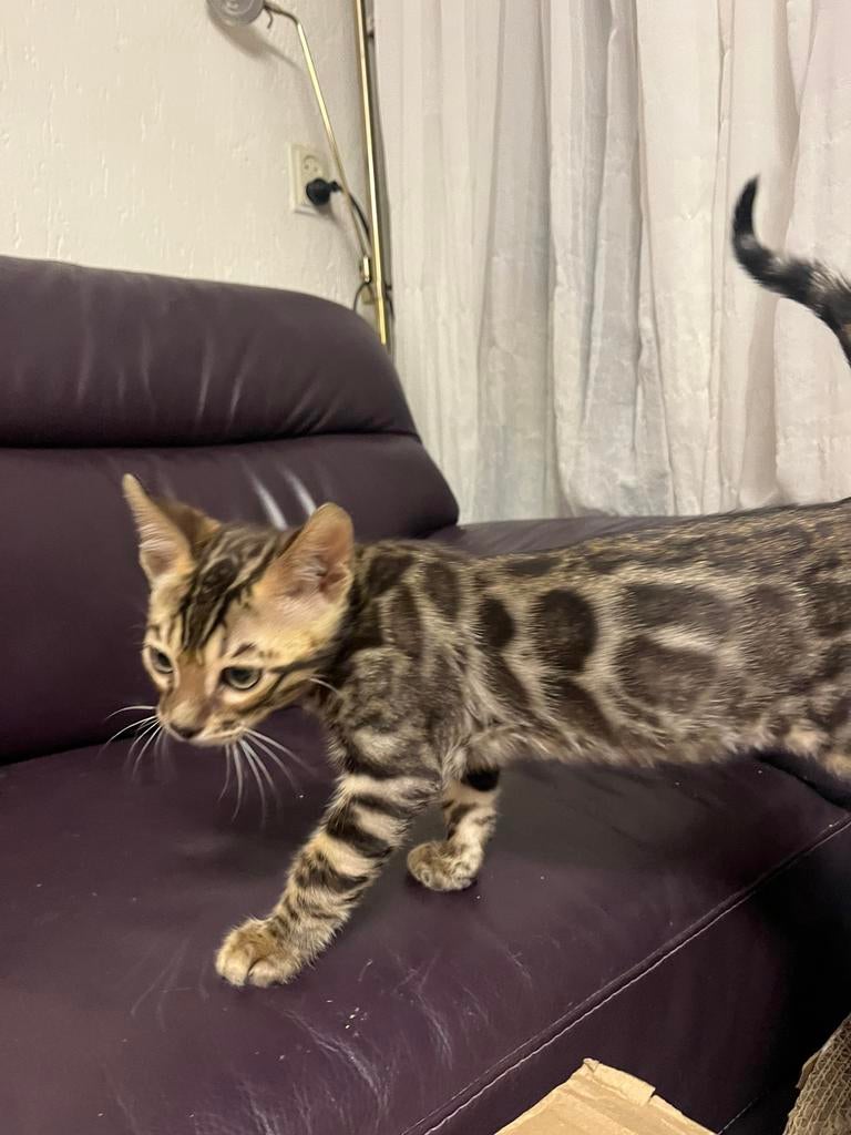 Bengaal bengalse kittes, Dieren en Toebehoren, Katten en Kittens | Overige Katten, Meerdere dieren, Kortharig, 0 tot 2 jaar