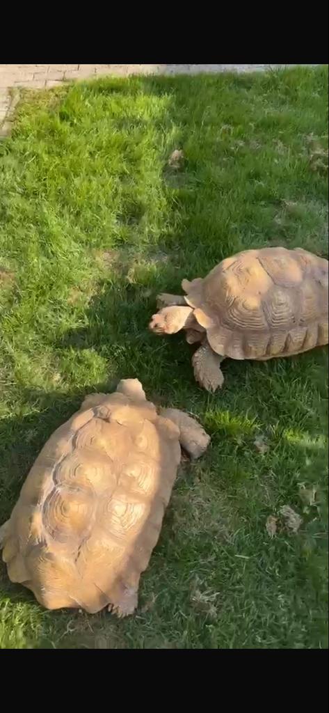 Sulcata sporen schildpadkoppel, Dieren en Toebehoren, Reptielen en Amfibieën | Toebehoren, Ophalen, Zo goed als nieuw