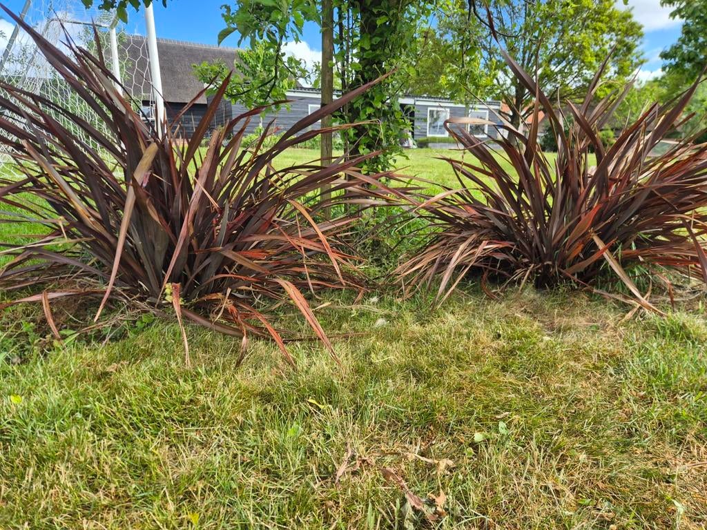 2 pollen Nieuw-Zeelands Vlas (Phormium tenax 'Purpureum'), Ophalen, Overige soorten, Volle zon