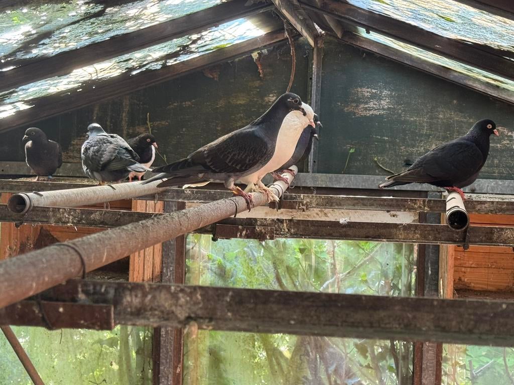 Zwart/grijze postduiven, Dieren en Toebehoren, Vogels | Duiven, Meerdere dieren, Postduif