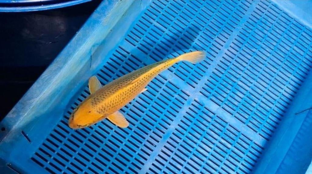 koi hele mooie aka ki matuba, Karper of Koi