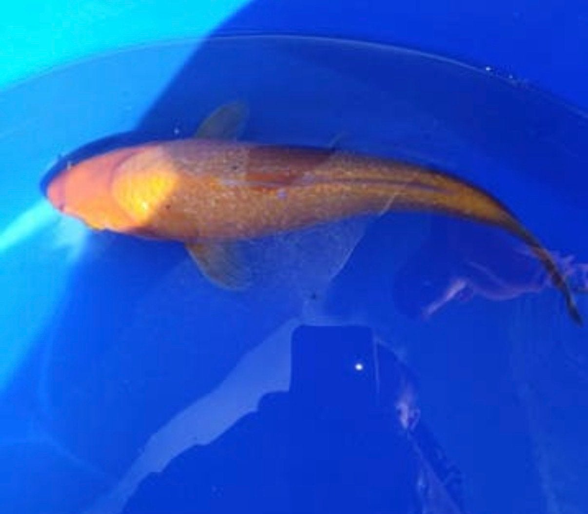Koi karpers, Vis, Zoetwatervis