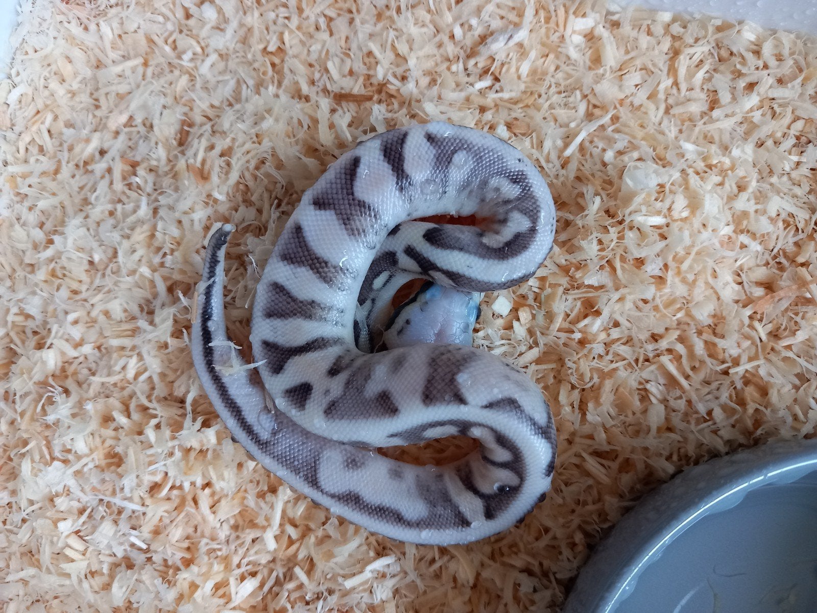 Python regius 0.1 super pastel sugar 66% het hypo nk26 Ball Python photo 2