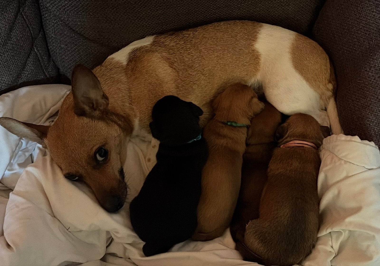 Jack Russell pups geboren 05 Oktober, Dieren en Toebehoren, CDV (hondenziekte), 8 tot 15 weken, Meerdere, Meerdere dieren