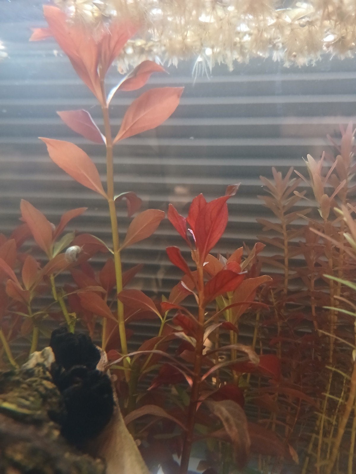 5 stekken ludwigia rood, Ophalen of Verzenden, Nieuw, Plant(en), Steen of Hout
