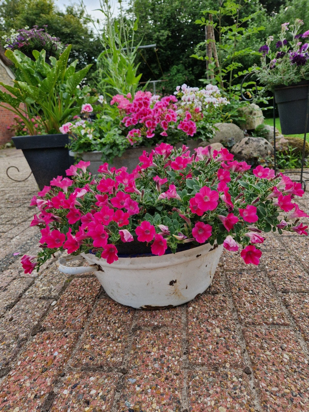Emaille teil, Ophalen, Bloeit niet, Overige soorten