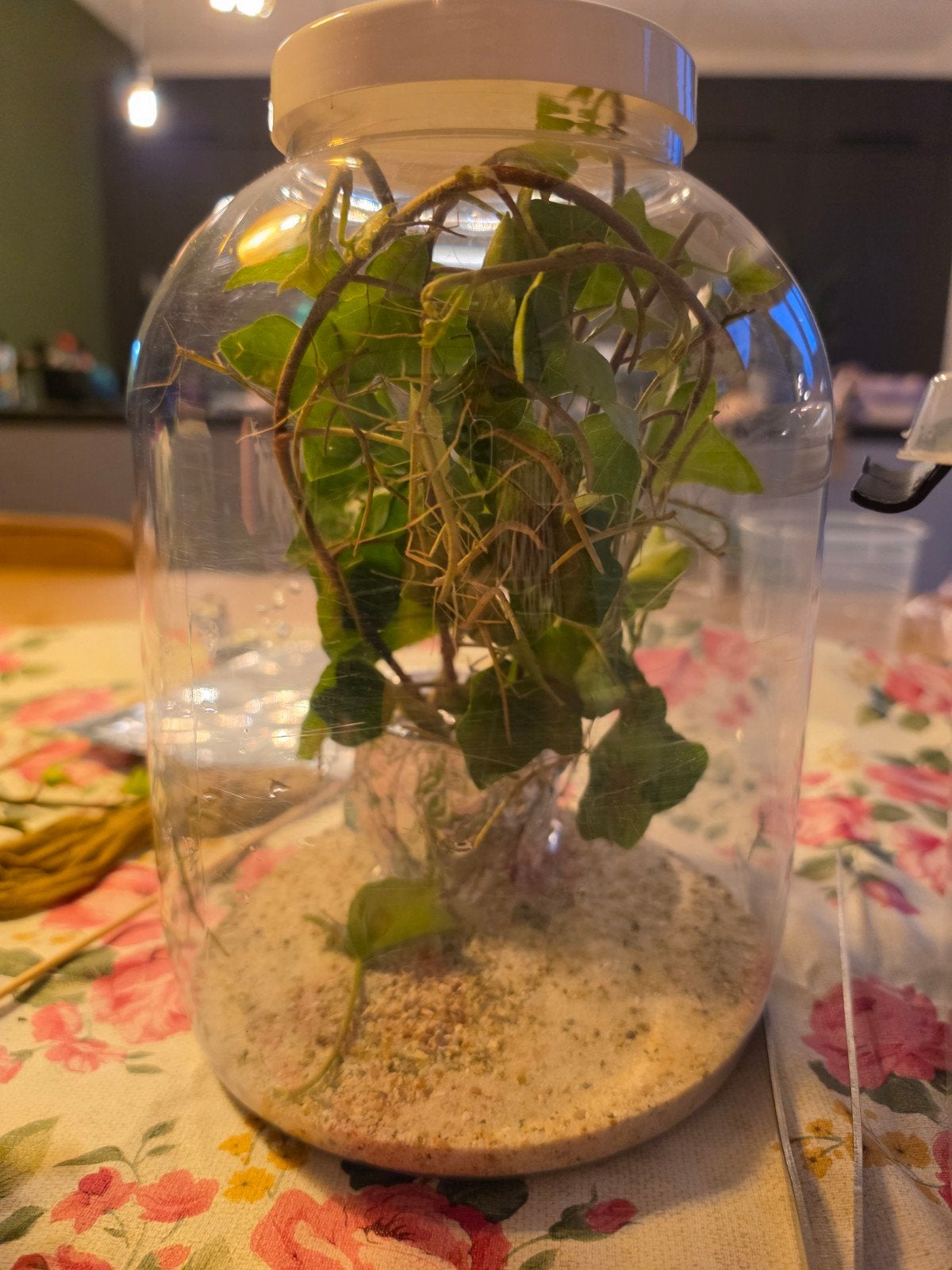wandelende takken inclusief terrarium, Wandelende tak
