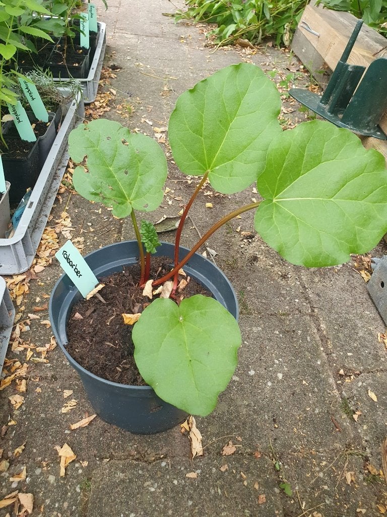 rabarber, Ophalen, Volle zon, Lente, Groenteplanten