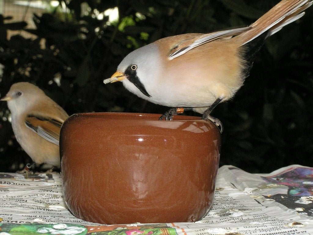 BAARDMANNETJES, Meerdere dieren, Wildzangvogel, Geringd