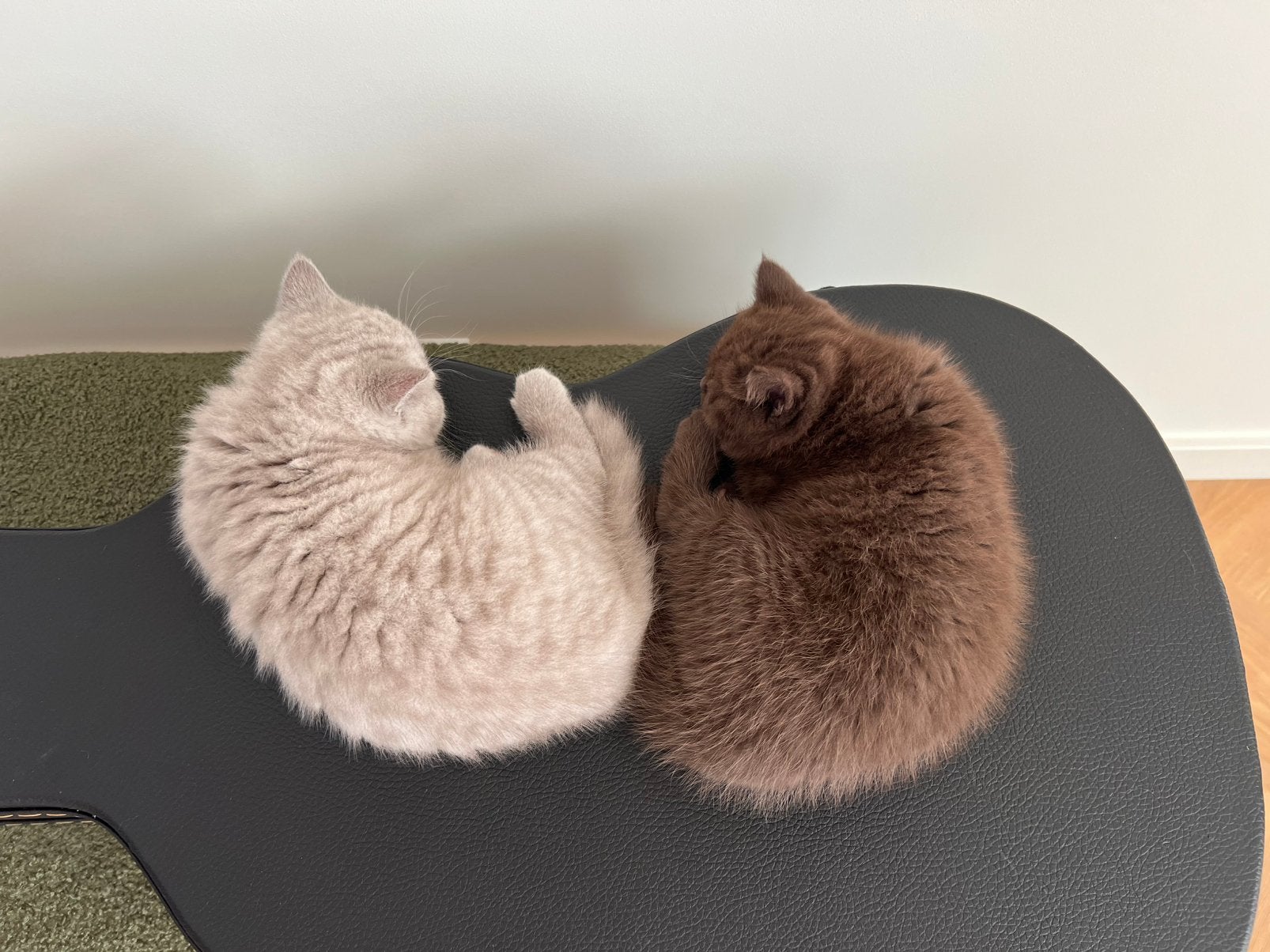 Prachtig Brits Korthaar duo zoekt een liefdevol thuis, Dieren en Toebehoren, Meerdere dieren, Met stamboom