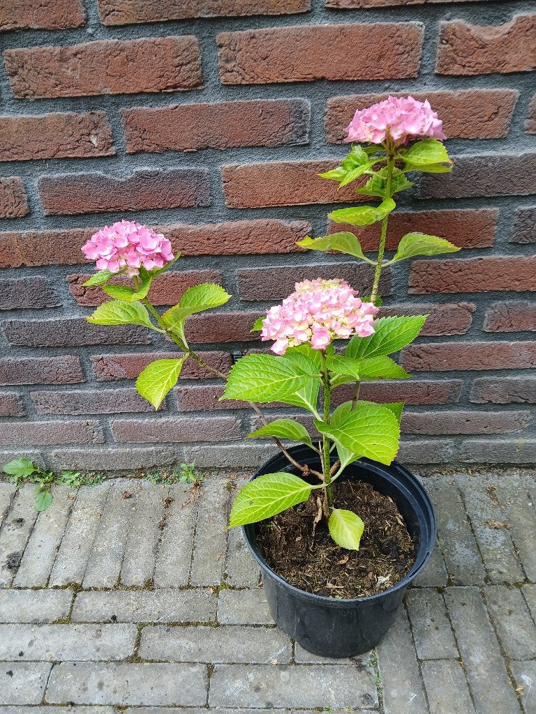 Te koop roze hortensia h57 cm b35 cm, Tuin en Terras, Planten | Tuinplanten, Vaste plant, Halfschaduw, Zomer, Ophalen