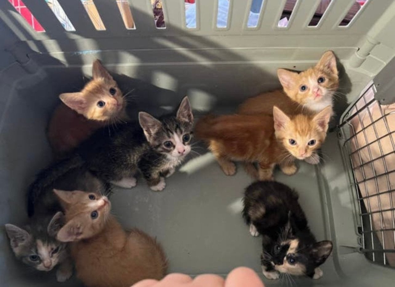 Kittens, Meerdere dieren