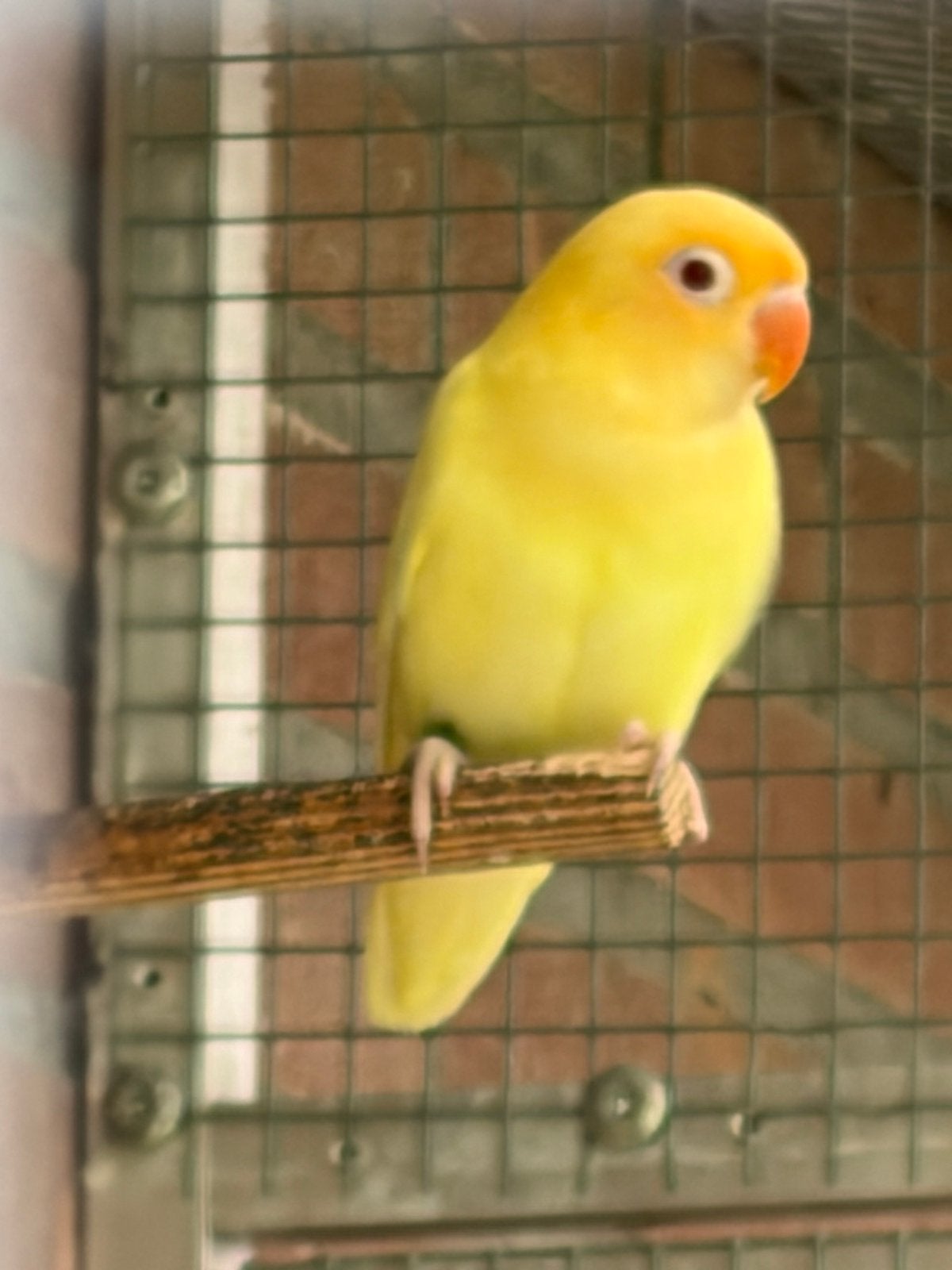 Fischerie, Geslacht onbekend, Dwergpapegaai of Agapornis, Geringd