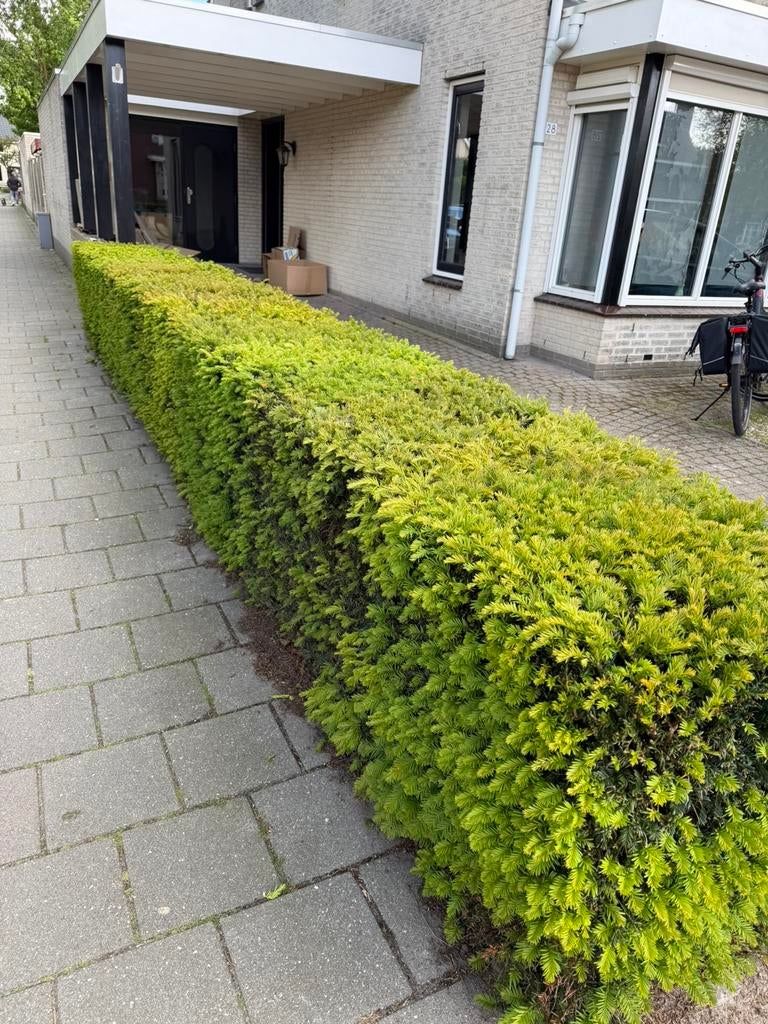 Taxus volwassen, Ophalen of Verzenden, Taxus, 100 tot 250 cm