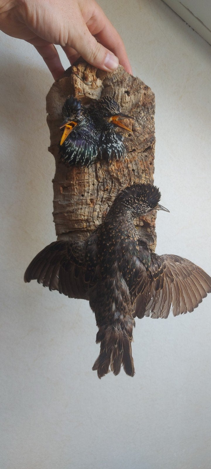 Opgezette vogels, Verzamelen, Ophalen of Verzenden, Vogel, Opgezet dier