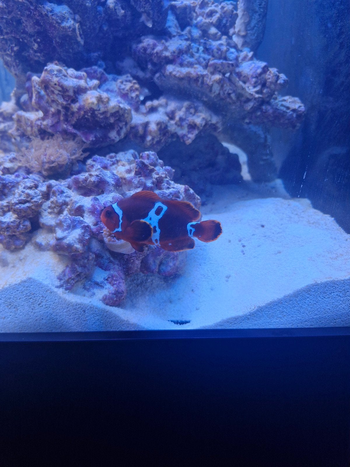 Premnas biaculeatus clown vis, Vis