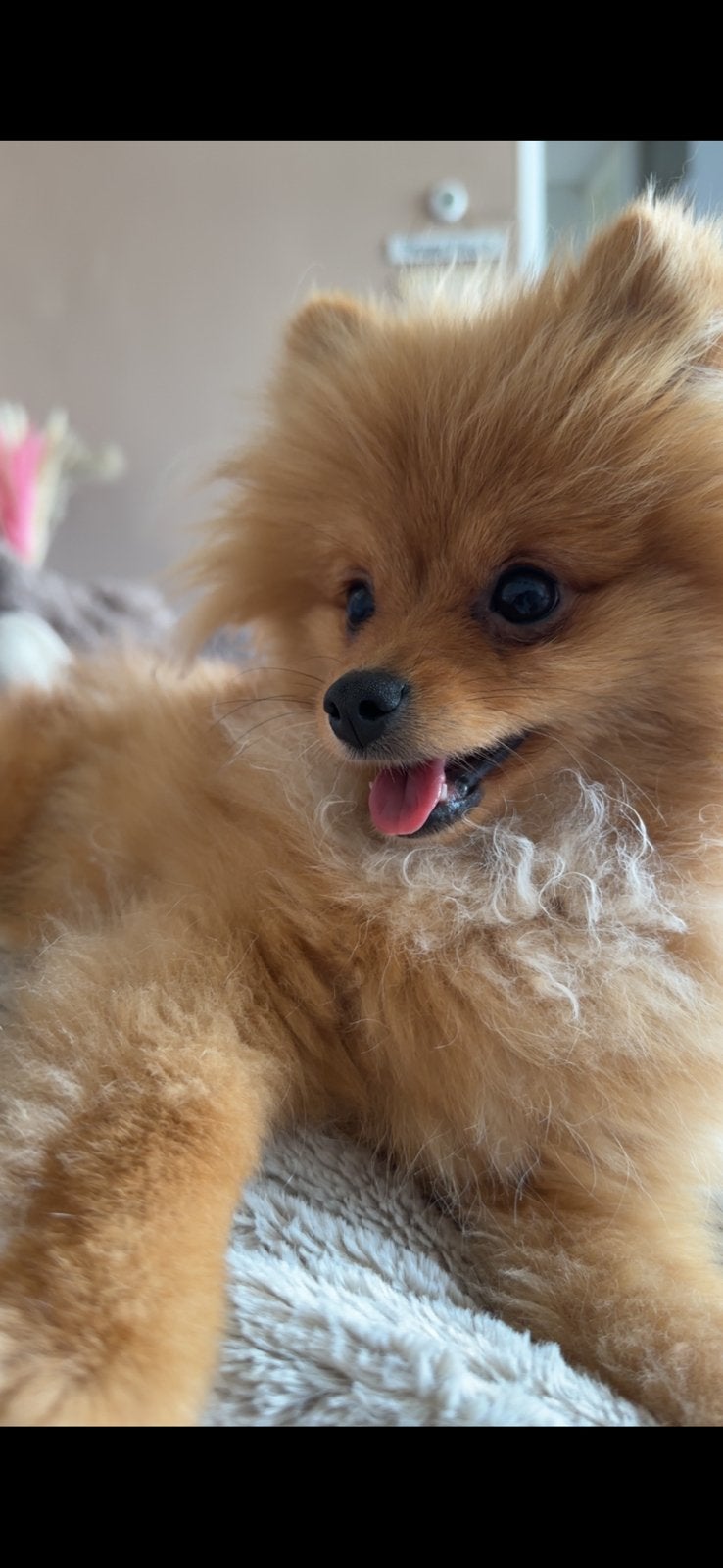 Lief pomeriaan teefje, Dieren en Toebehoren, Keeshond, 1 tot 2 jaar, Teef, Eén hond