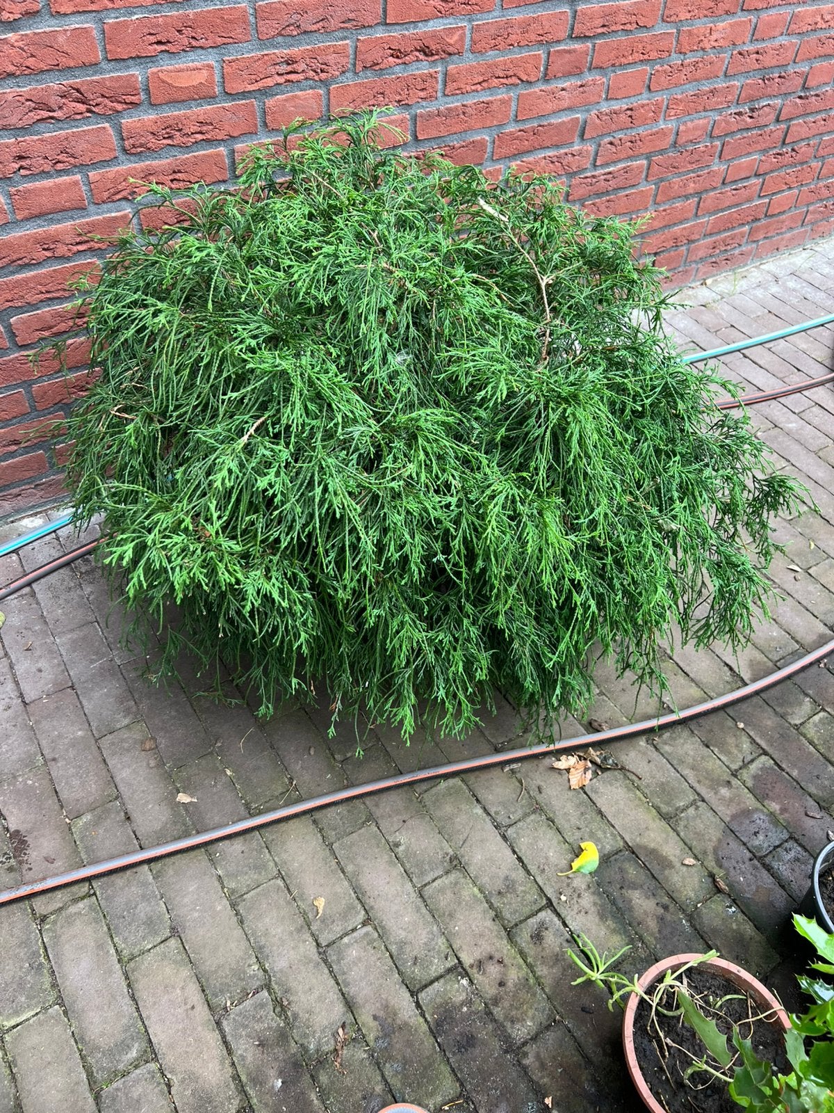 Japanse cypres, Ophalen, Overige soorten, Volle zon
