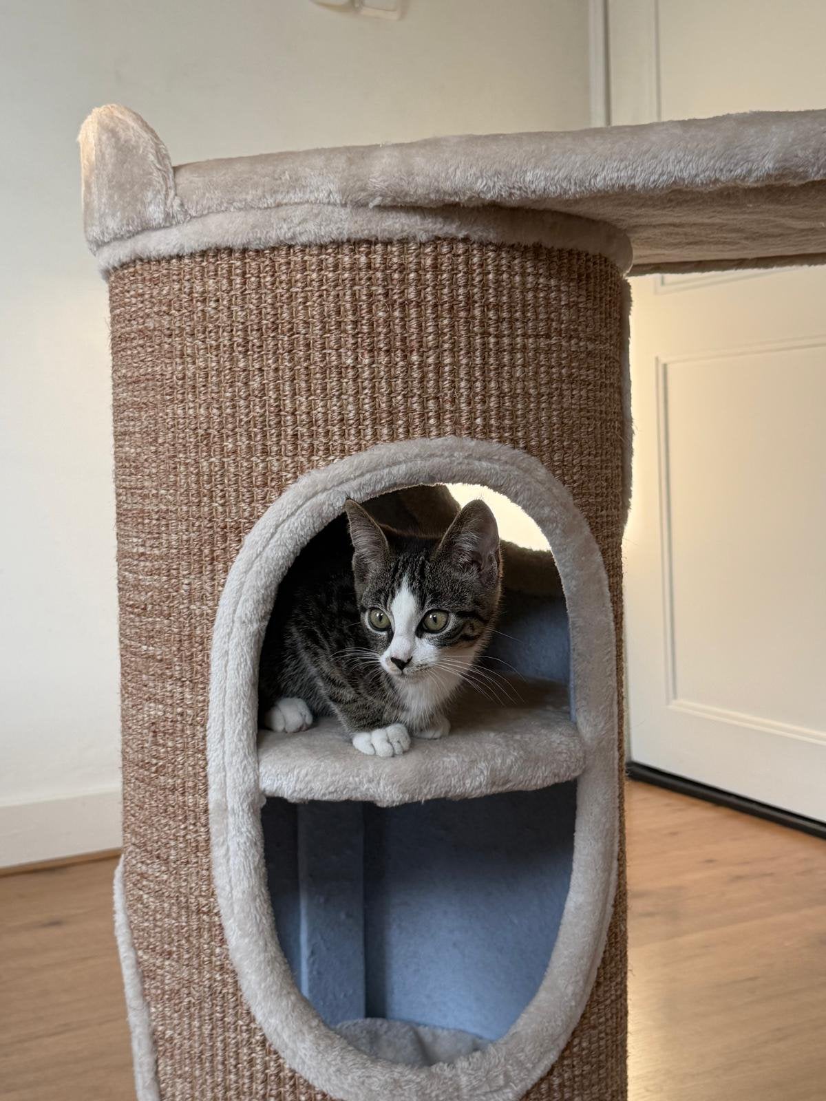 Kitten+alle spullen, Dieren en Toebehoren, Katten-accessoires, Ophalen of Verzenden, Zo goed als nieuw