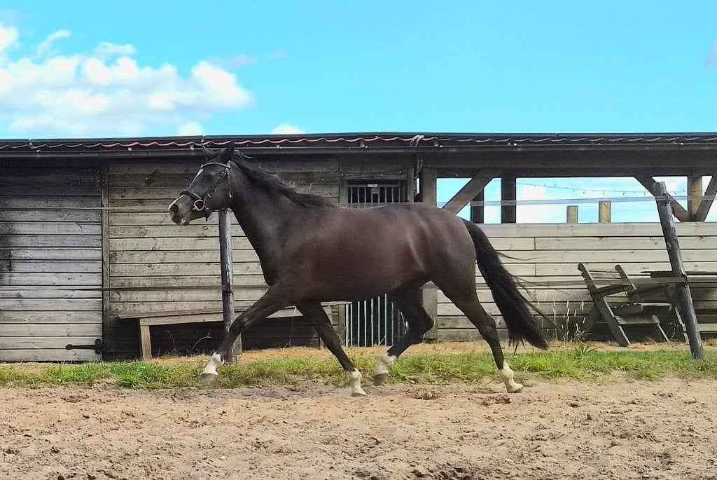 Smokey Black 3-jarige d-pony merrie v Cassanova du Bois, Merrie, Met stamboom, Dressuurpony, 3 tot 6 jaar