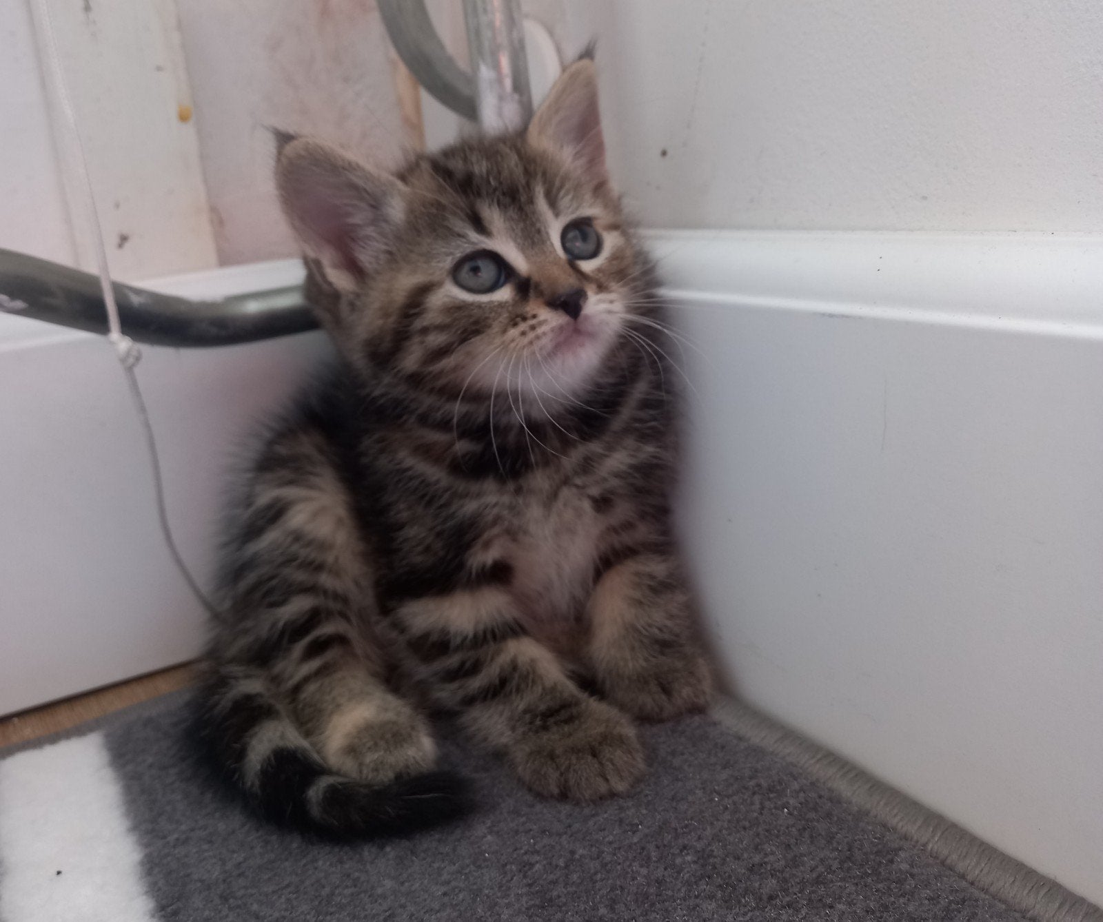 prachtige kittens 💖, Meerdere dieren, Kortharig, 0 tot 2 jaar