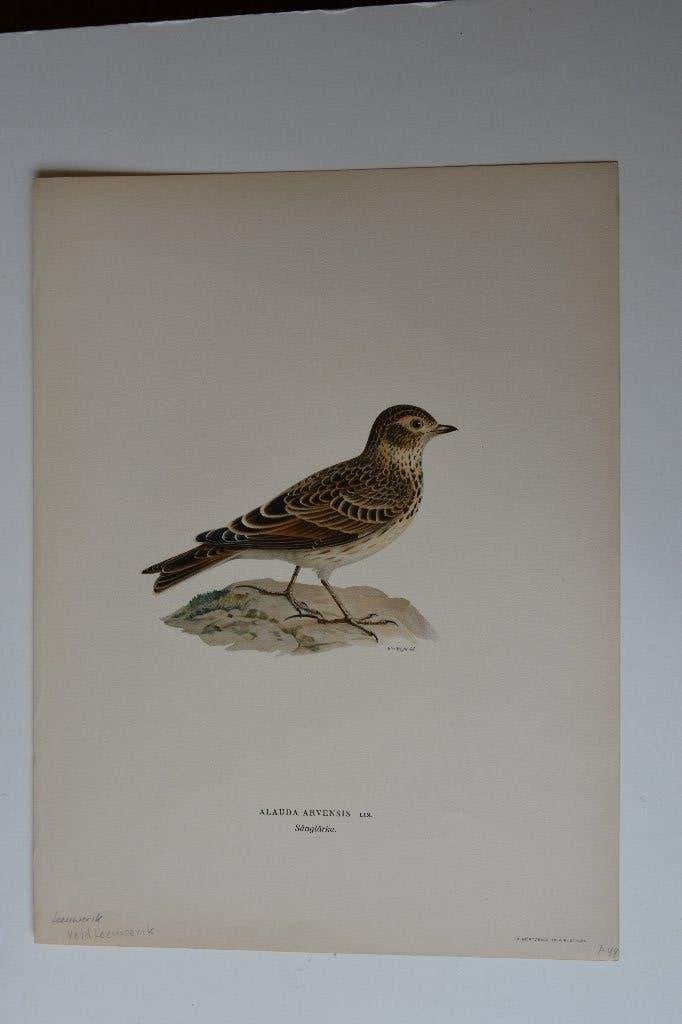 VELD LEEUWERIK ORIGINELE VOGEL LITHO "ALAUDAARVENSIS" VH1, Antiek en Kunst, Kunst | Etsen en Gravures, Origineel, Ophalen of Verzenden