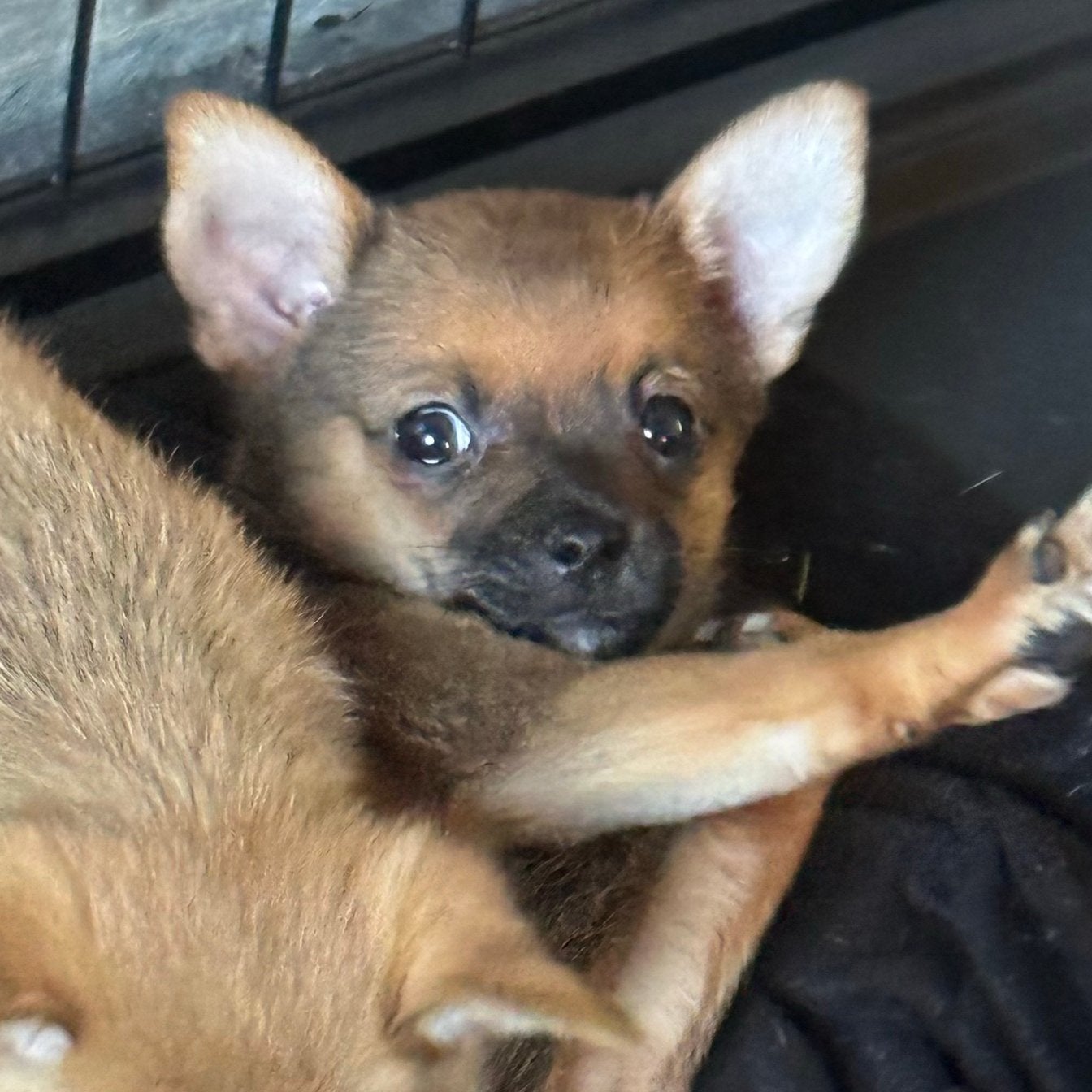 Pomchi pups 💙💙chihuahua x pomeriaan 🐶 mogen gelijk mee, Parvo, 8 tot 15 weken, Meerdere, Nederland